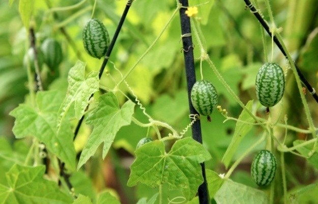 Dưa[-]hấu[-]tý[-]hon[-]chỉ[-]có[-]kích[-]thước[-]bằng[-]đầu[-]ngón[-]tay[-]của[-]con[-]người[-]